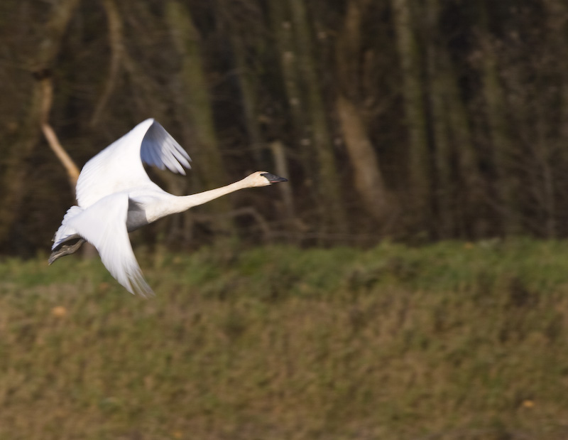 Trumpeter Swan In Flight